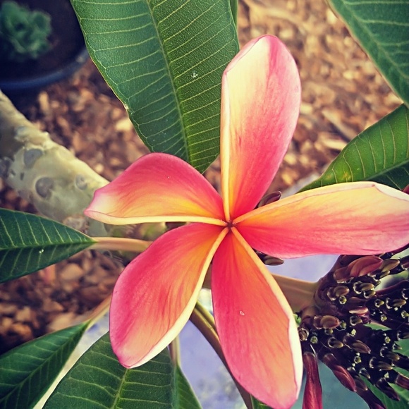 Profile Picture of Ramone Pimblett (@ramone1986) on Poshmark