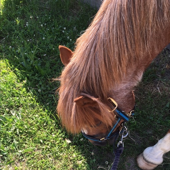 Profile Picture of Renata Branicki (@padmebran) on Poshmark