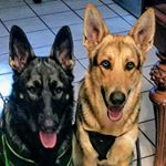 Profile Picture of Buddy & Bonita Gray (@bud_and_bo_gsd) on Instagram