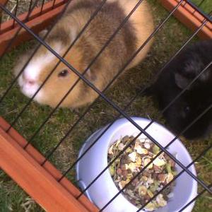 Profile Picture of  ❤ Bob And Fred  ❤ (@theguineapiggys) on Twitter