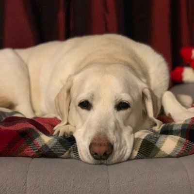 Profile Picture of Tina P (@tinahpritchett) on Twitter