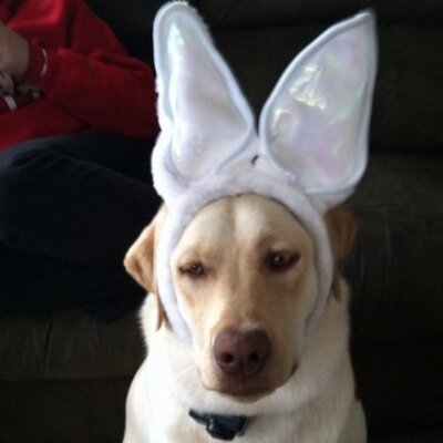 George Antonitis - Twitter Profile Picture of George Antonitis (@gantonitis) on Twitter