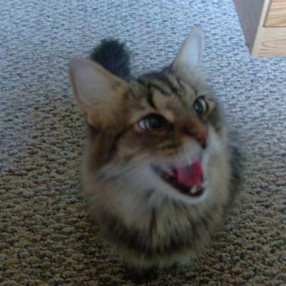 Profile Picture of Cindy Deneweth (@cindydeneweth) on Poshmark