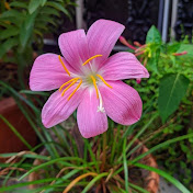 Profile Picture of Nisha Shah (@nishashah9276) on Youtube