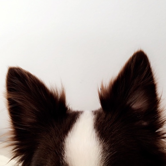 Profile Picture of Bianca Dogaru (@remybabygirl) on Poshmark