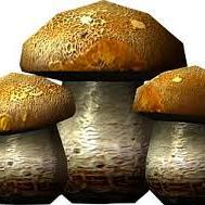 Tyler Hiller - Twitter Profile Picture of Tyler Hiller (@armyhiller055) on Twitter