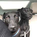 Profile Picture of Galerie Simpson (@galeriesimpson) on Instagram