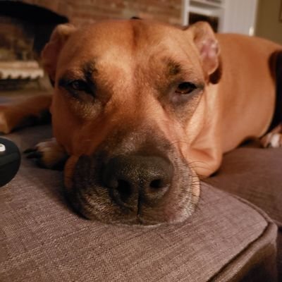 Profile Picture of Vincent Manetta (@vmanetta) on Twitter