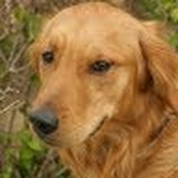 Profile Picture of Mikayla Stayer (@gaifawx69) on Poshmark