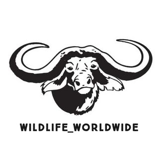 Profile Picture of Wildlife Worldwide (@wildlife_worldwide_) on Instagram