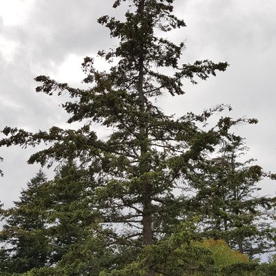 Profile Picture of Amelia Douglas Fir (@AmeliaTheTree) on Twitter