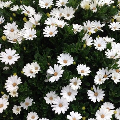 Profile Picture of Isabellai (@isabellai0906) on Twitter