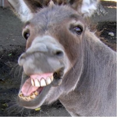 Profile Picture of Dank Memes (@MattSilvestrich) on Twitter