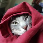 Profile Picture of Elora (@lorelei.grayson) on Instagram