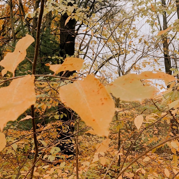 Profile Picture of Hailey Deik (@haileydeik) on Poshmark