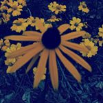 Profile Picture of Amy O (@dandeliontamer) on Instagram