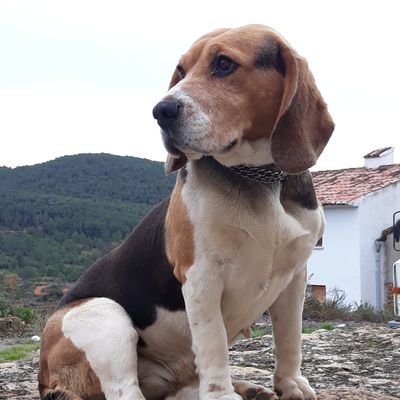 Profile Picture of Jose Miguel Catalán Salvador (@JoseMiguelCata8) on Twitter