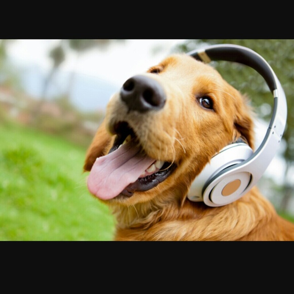 Profile Picture of Steve Andre (@tchocre) on Poshmark