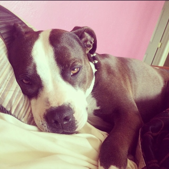 Profile Picture of Gus Chima (@guschima) on Poshmark