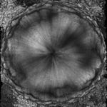 Profile Picture of David Tadamasa Maruyama (@maruyamaiii) on Instagram