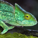 Profile Picture of phyllographer (@phyllographer) on Flickr