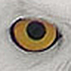 Profile Picture of Oliver Roberts (@Lost Owl) on Flickr