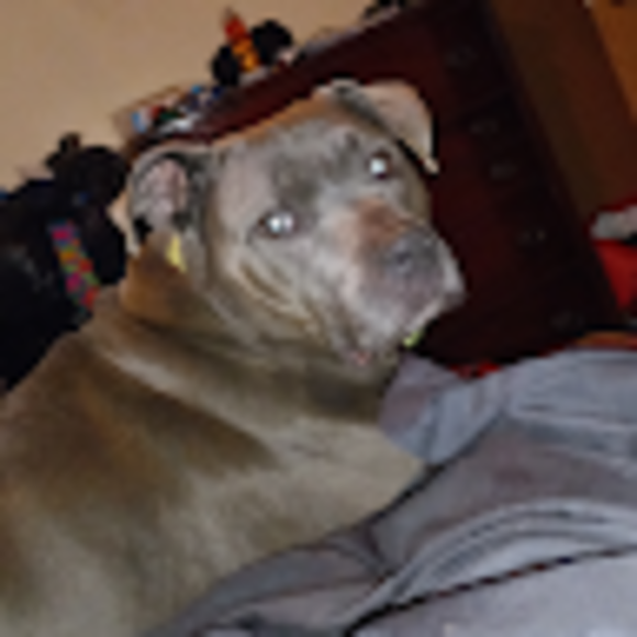 Profile Picture of Michael Fulp (@mikefulp041311) on Poshmark