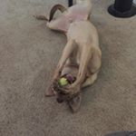 Profile Picture of Josh Choate (@joshua_troyc) on Instagram