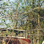 Profile Picture of B.j. Schulte (@b.j. schulte) on Flickr