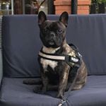 Profile Picture of Hugo The Frenchie🐶 (@hugo_thompson_) on Instagram