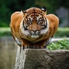 Profile Picture of vikas_kohli (@@jjeffery_ashcraft) on Tiktok