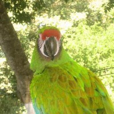 Profile Picture of Elisabeth Malkin (@ElisabethMalkin) on Twitter