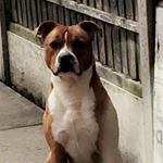 Profile Picture of Conrad Nordy Shaw (@my_staffy_dexter) on Instagram
