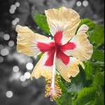 Manh Tuyen Tran - Flickr Profile Picture of Manh Tuyen Tran (@manhtuyen_tmt) on Flickr