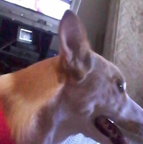 Profile Picture of Shannon Inkel (@shanant05) on Poshmark