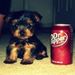 Profile Picture of Mardi Pfliger (@pommom50) on Pinterest