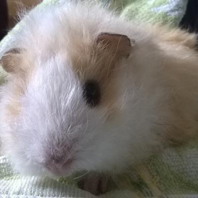 Profile Picture of Elisa Bock (@eli_bo_fvde) on Twitter