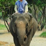 Profile Picture of Derek Rider (@elephants101fun) on Instagram