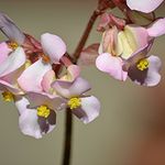 Profile Picture of Cameron Herbert (@sanek_sokolov25) on Instagram