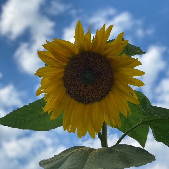 Profile Picture of Maria Scappaticci (@barb556) on Poshmark