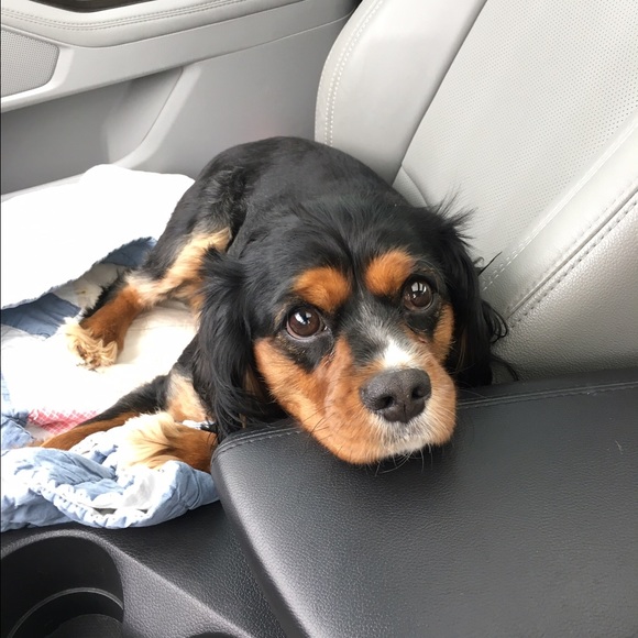 Chelsey Lippoldt - Poshmark Profile Picture of Chelsey Lippoldt (@clippoldt) on Poshmark