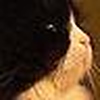 Profile Picture of Dennis Tsai (@%u5C0F%u8521) on Flickr