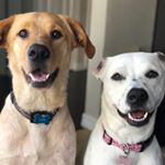 Profile Picture of Leo & Gracie 🐾 (@adventuresofleoandgracie) on Instagram