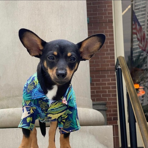 Profile Picture of Meallan’s Poshstop (@meallan_k) on Poshmark