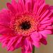 Profile Picture of Jerri Pate (@jlpate1) on Pinterest