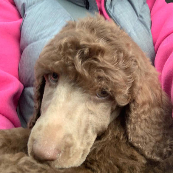 Profile Picture of Laurie Gehrt (@lagehrt) on Poshmark