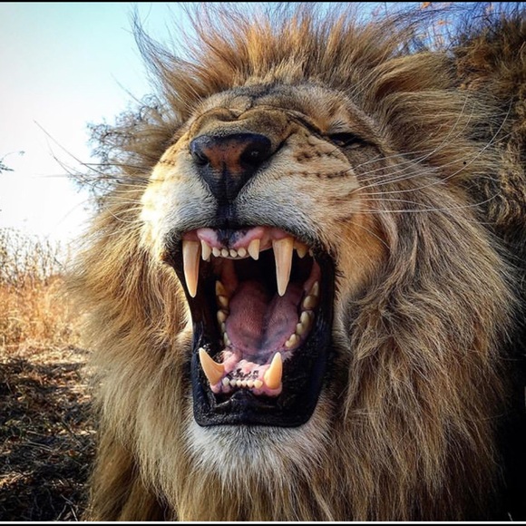 Profile Picture of Brandon Lopez (@commander48) on Poshmark