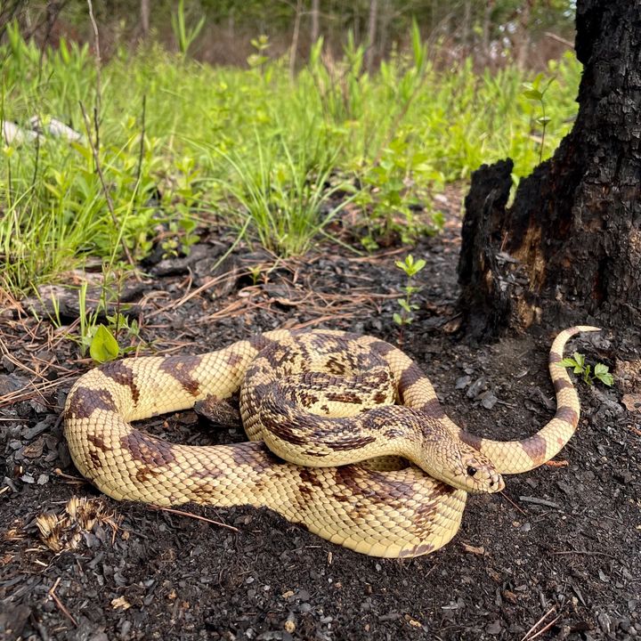 Profile Picture of Mark Knowles (@alabamaherping) on Tiktok
