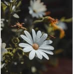 Profile Picture of Edward Blooms (@edward.blooms.2025) on Facebook