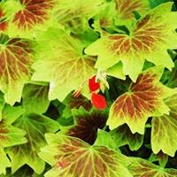 Profile Picture of Ho Cheng (@ho-cheng-3) on Quora